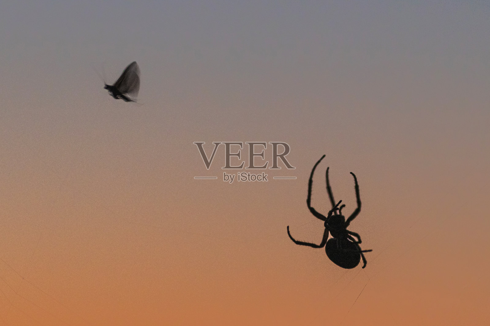 蜘蛛狩猎蝴蝶。昆虫剪影照片摄影图片