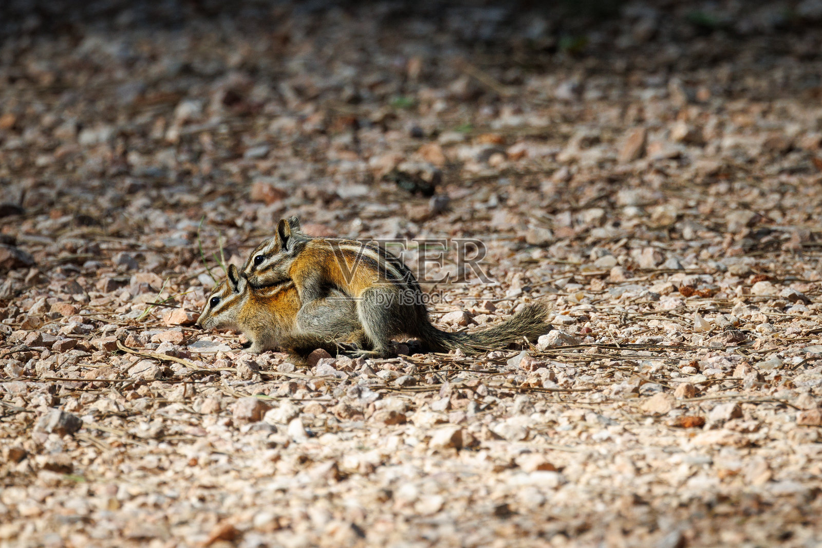 两只花栗鼠在野外照片摄影图片