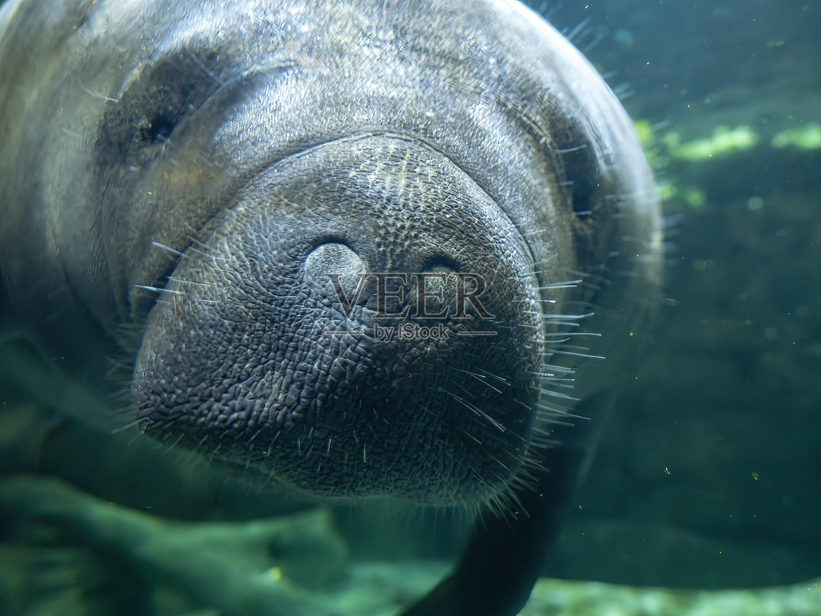 海牛在水下看着你照片摄影图片