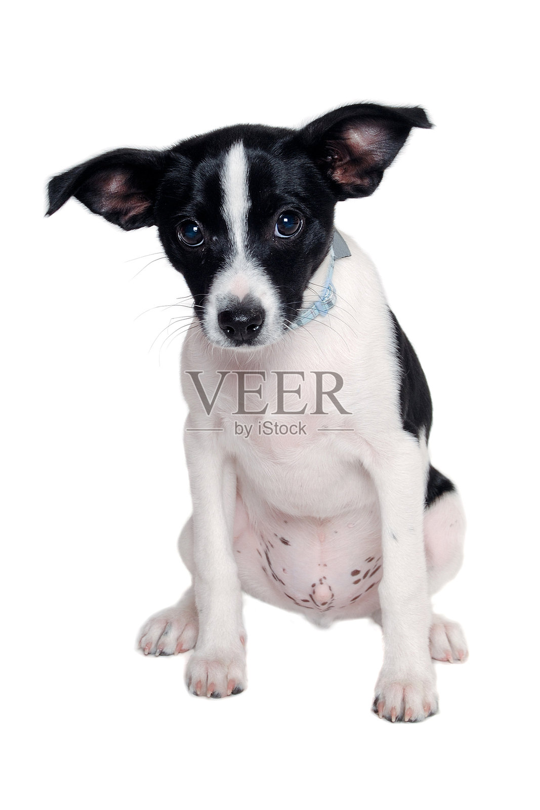 快乐的鼠猎犬小狗坐在白色背景上照片摄影图片