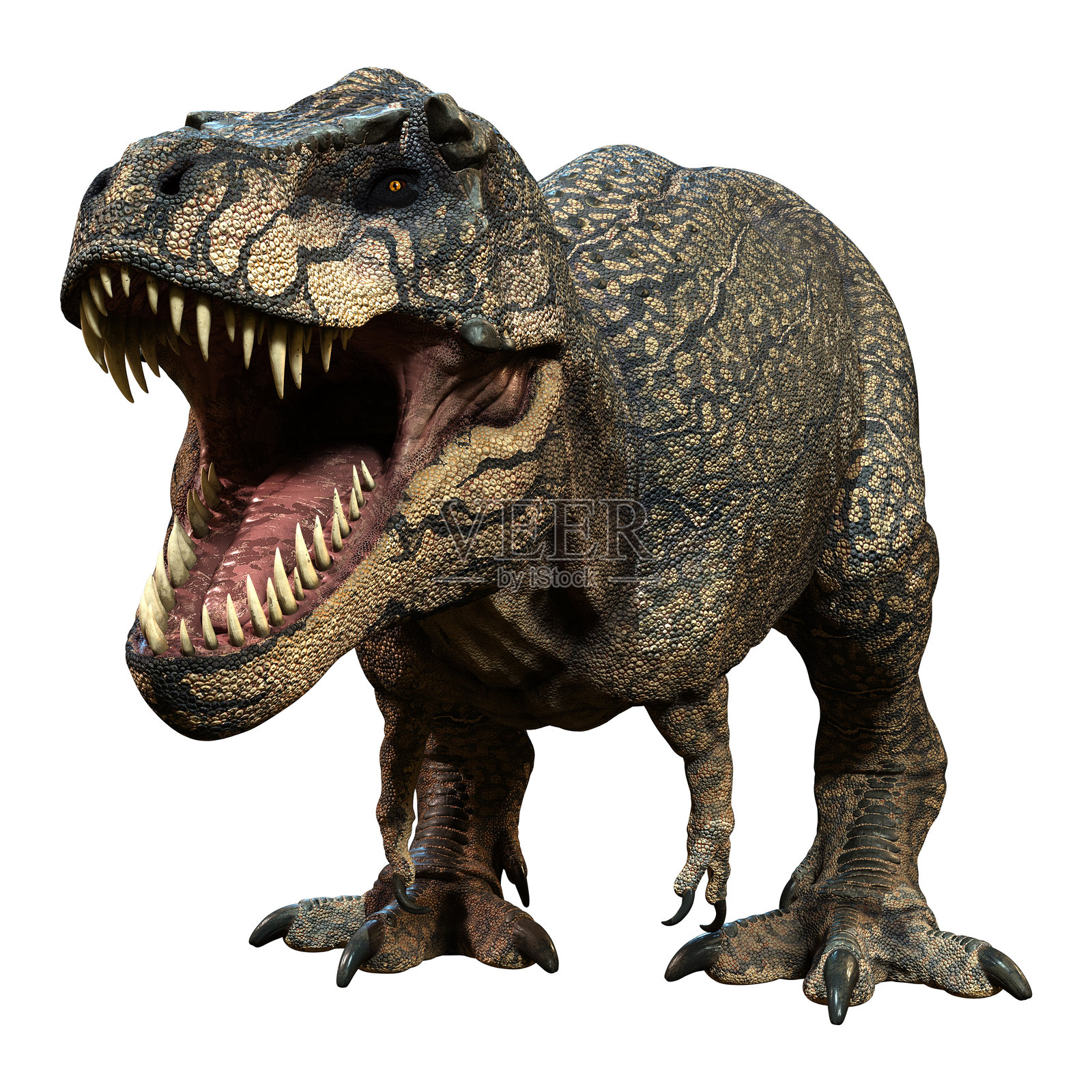 白色背景上的3D渲染麦克雷恩斯恐龙照片摄影图片