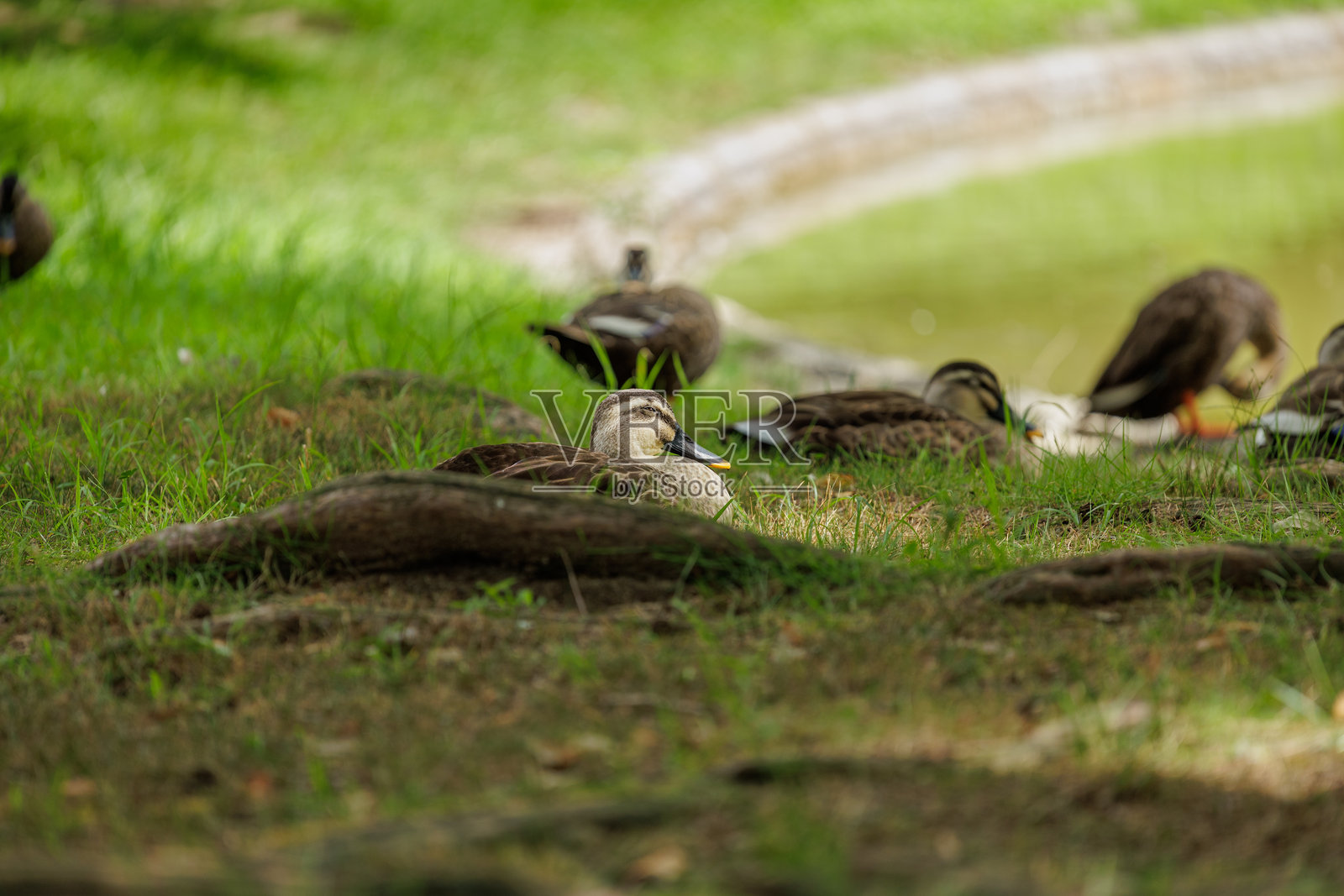 困倦的野生动物照片摄影图片
