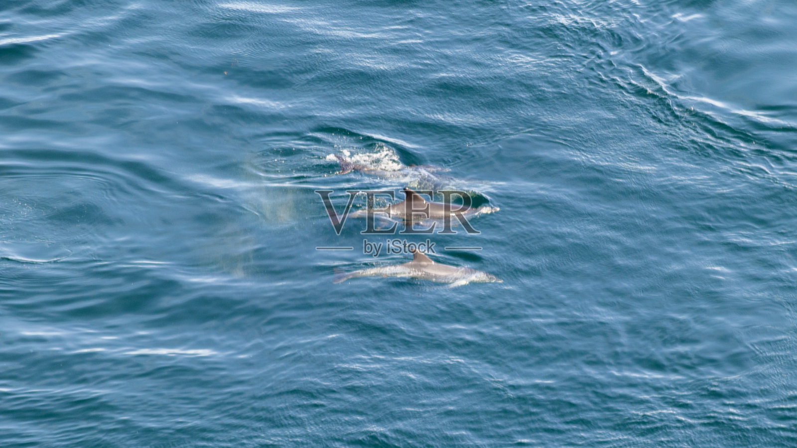 海峡海域的海豚靠近法国海岸照片摄影图片