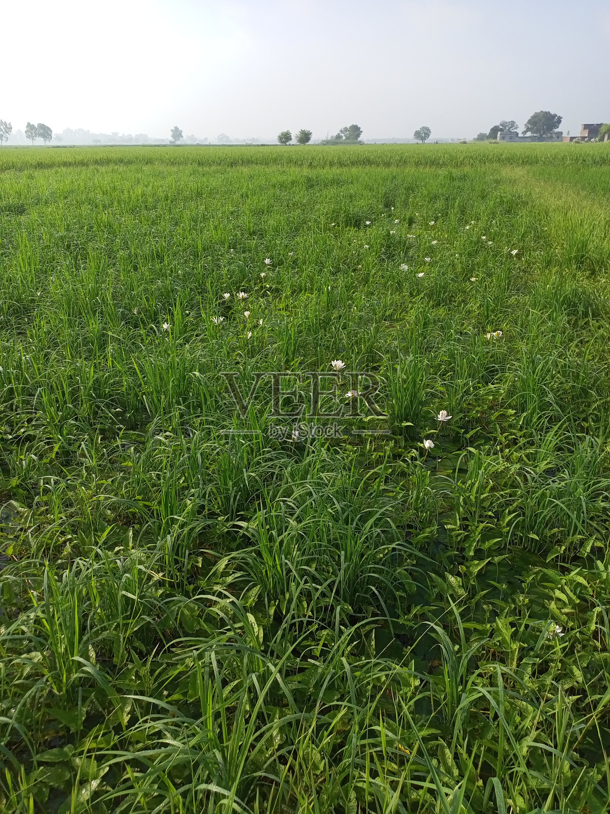 自然照片摄影图片