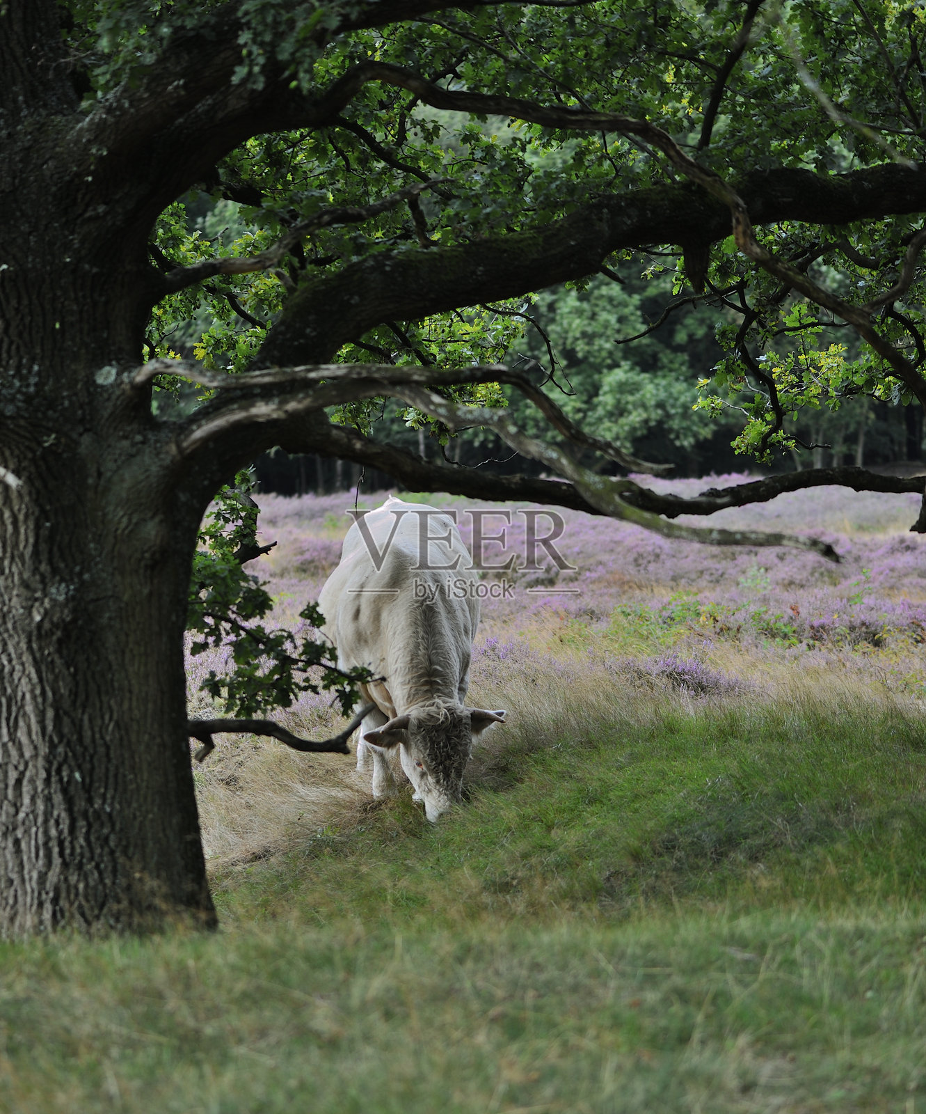 白色公牛照片摄影图片