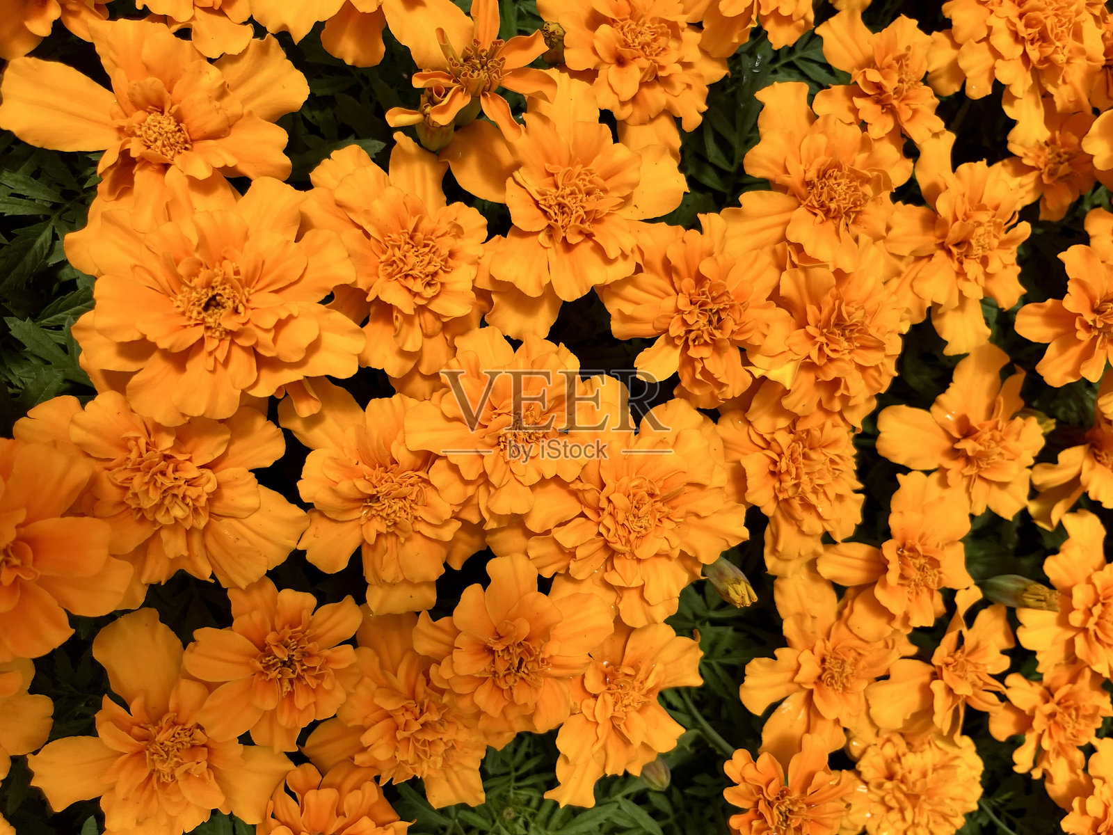 万寿菊照片摄影图片