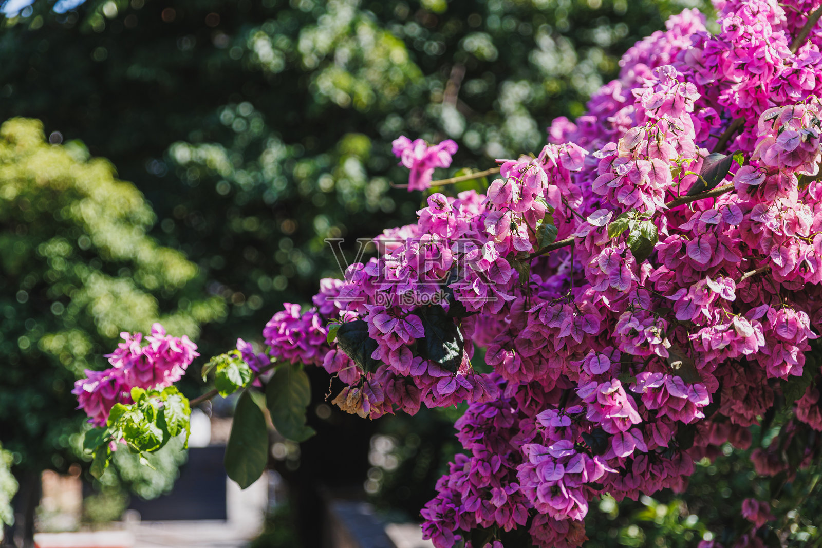 鲜艳的九重葛花朵映衬着柔和的绿色虚化背景照片摄影图片