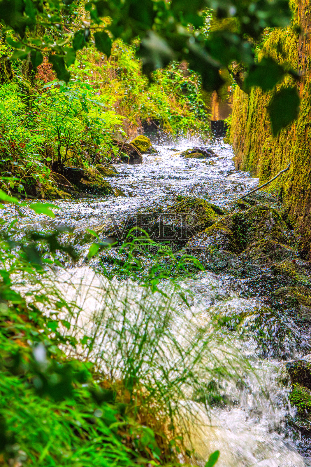 黑山里戈尔照片摄影图片