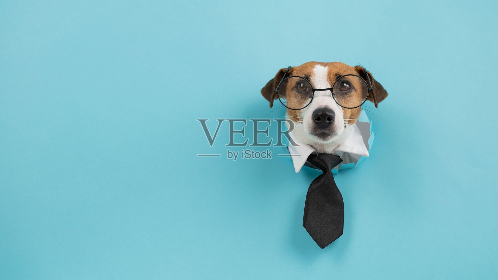 戴着眼镜和领带的杰克拉塞尔犬从蓝色背景的一个洞里探出头。照片摄影图片