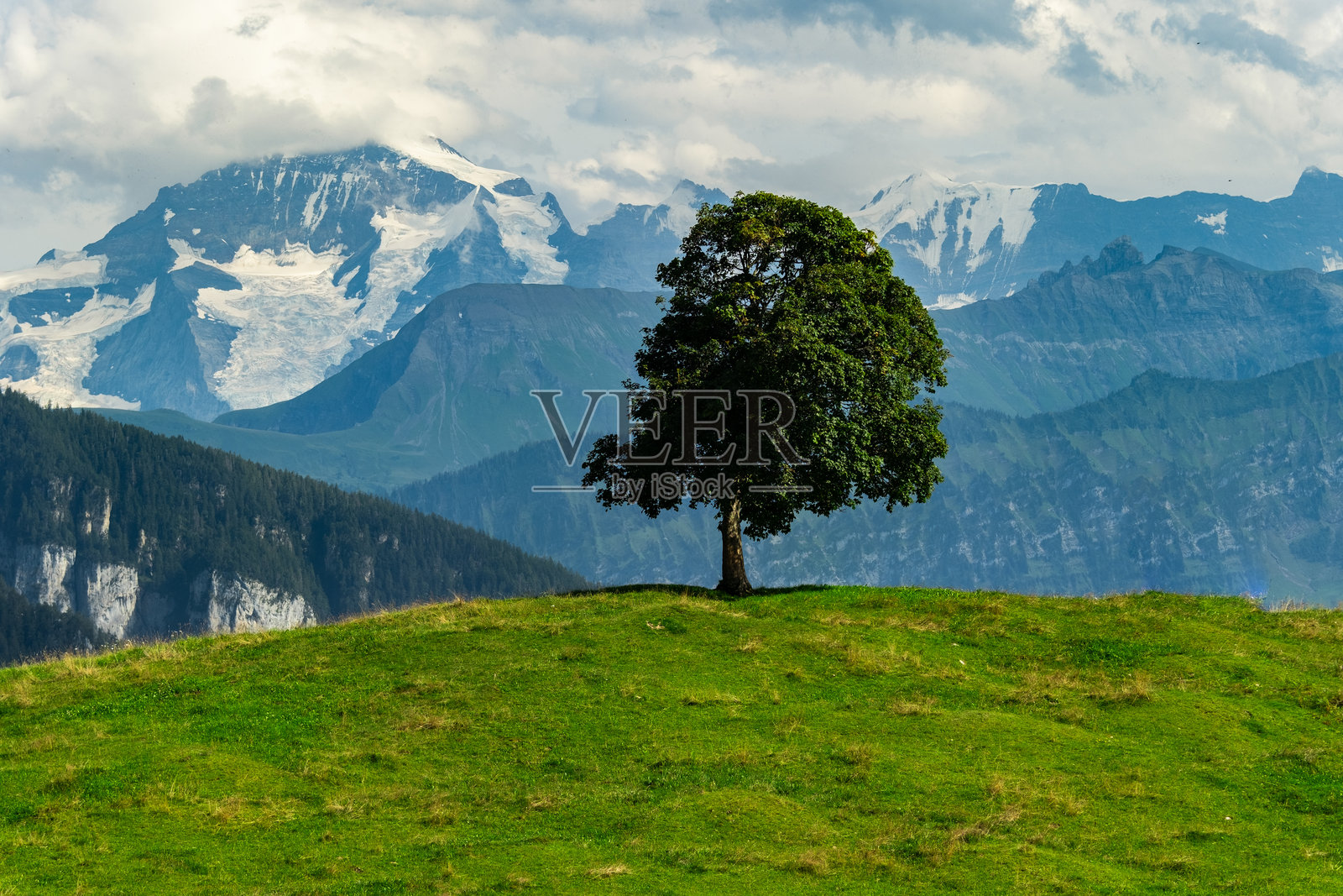 孤独的绿色树木矗立在绿色山丘上，背景是白雪皑皑的山峰。旅行与生活方式概念。照片摄影图片