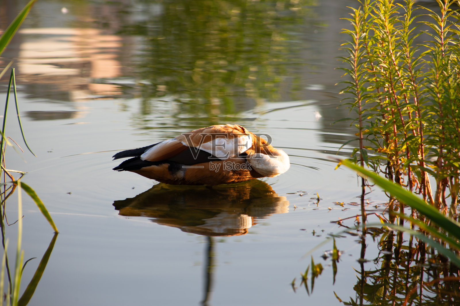 鸭子在水中的日常活动照片摄影图片