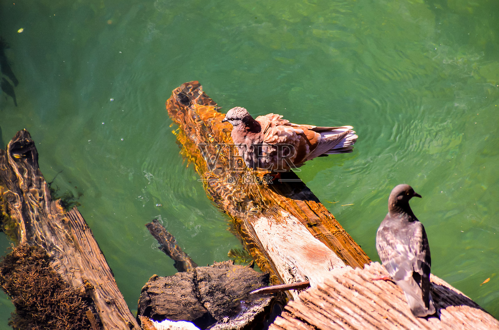 两只鸟坐在水面上的一根木头上照片摄影图片