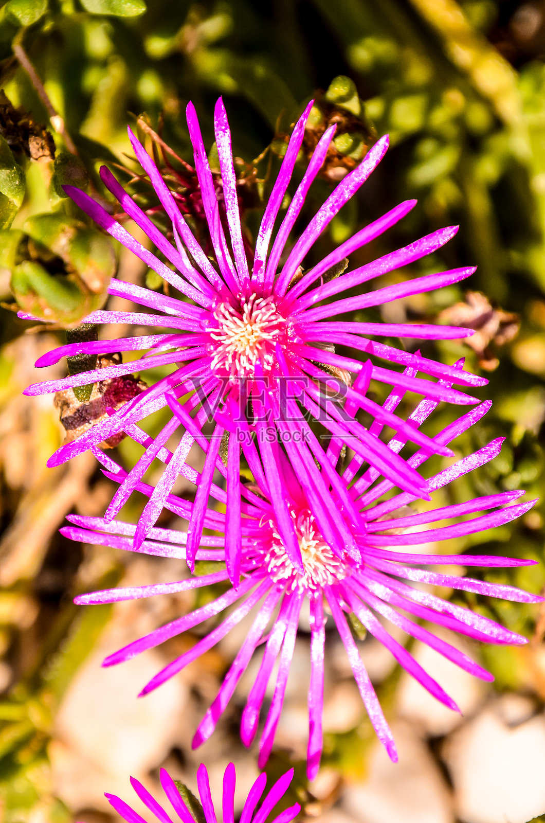 两朵粉色花朵，白色花心，盛开在绿色的田野中。照片摄影图片