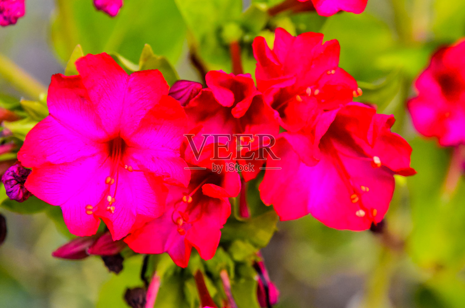 三朵红花与绿叶的特写镜头照片摄影图片