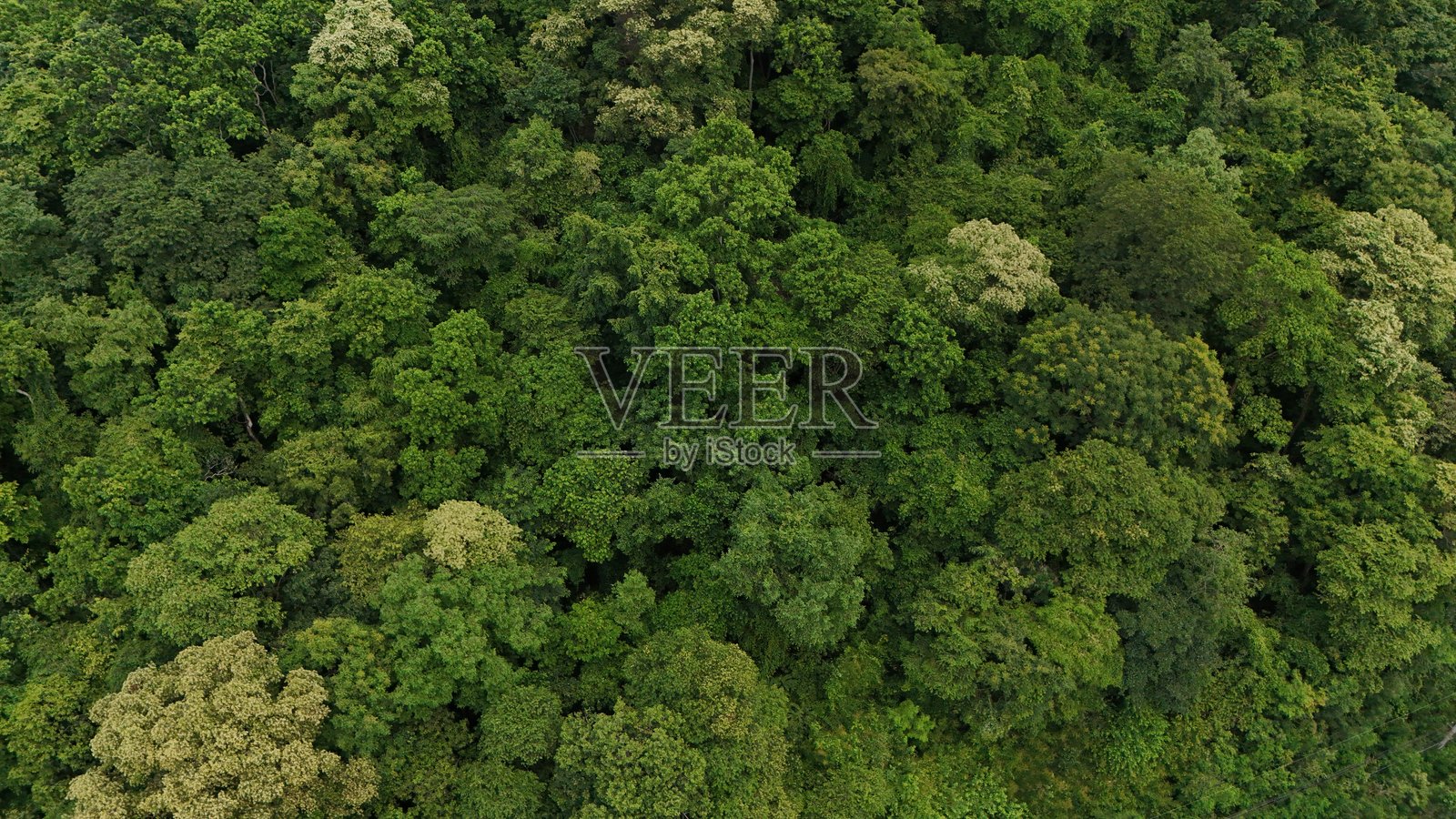 热带森林的鸟瞰图 健康的环境 绿色调照片摄影图片
