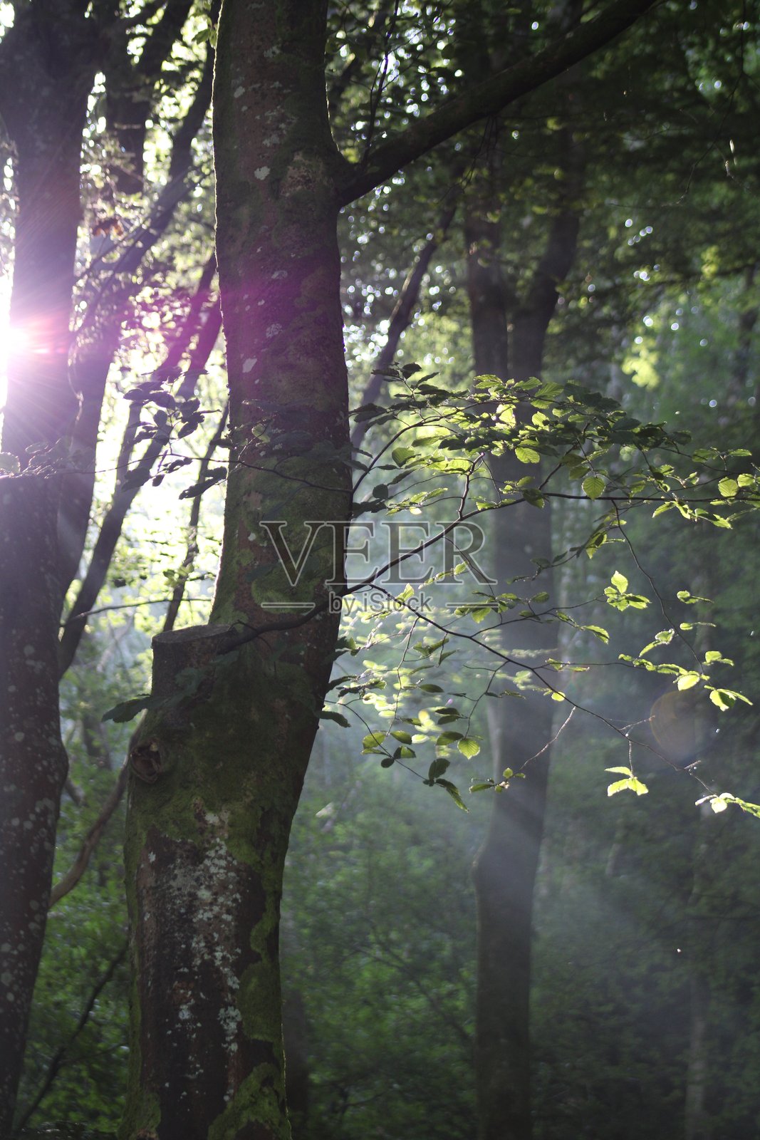 阳光束照片摄影图片