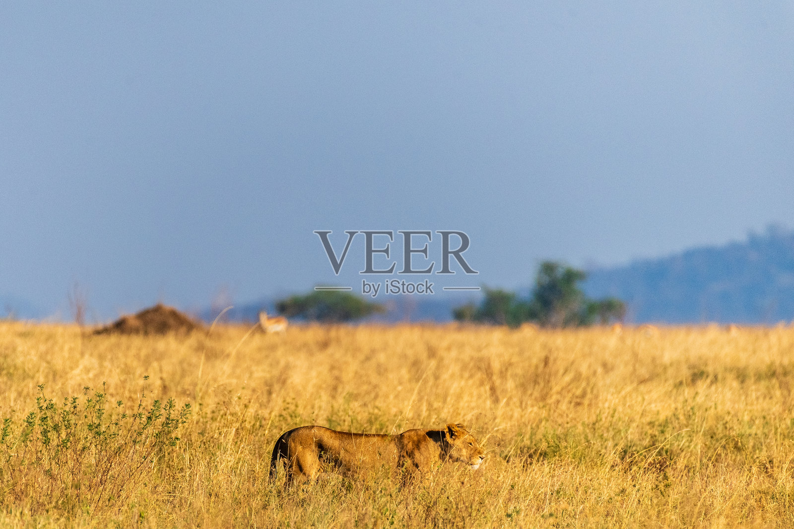 塞伦盖蒂的雌狮照片摄影图片