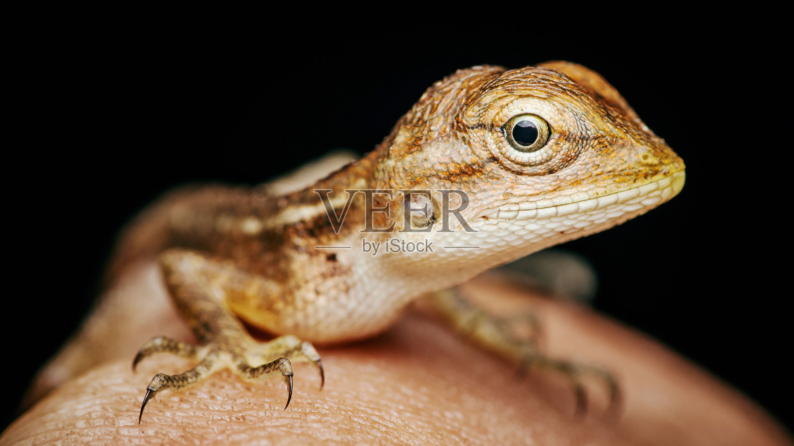 好奇的蜥蜴在生物学家的手上摆姿势。照片摄影图片