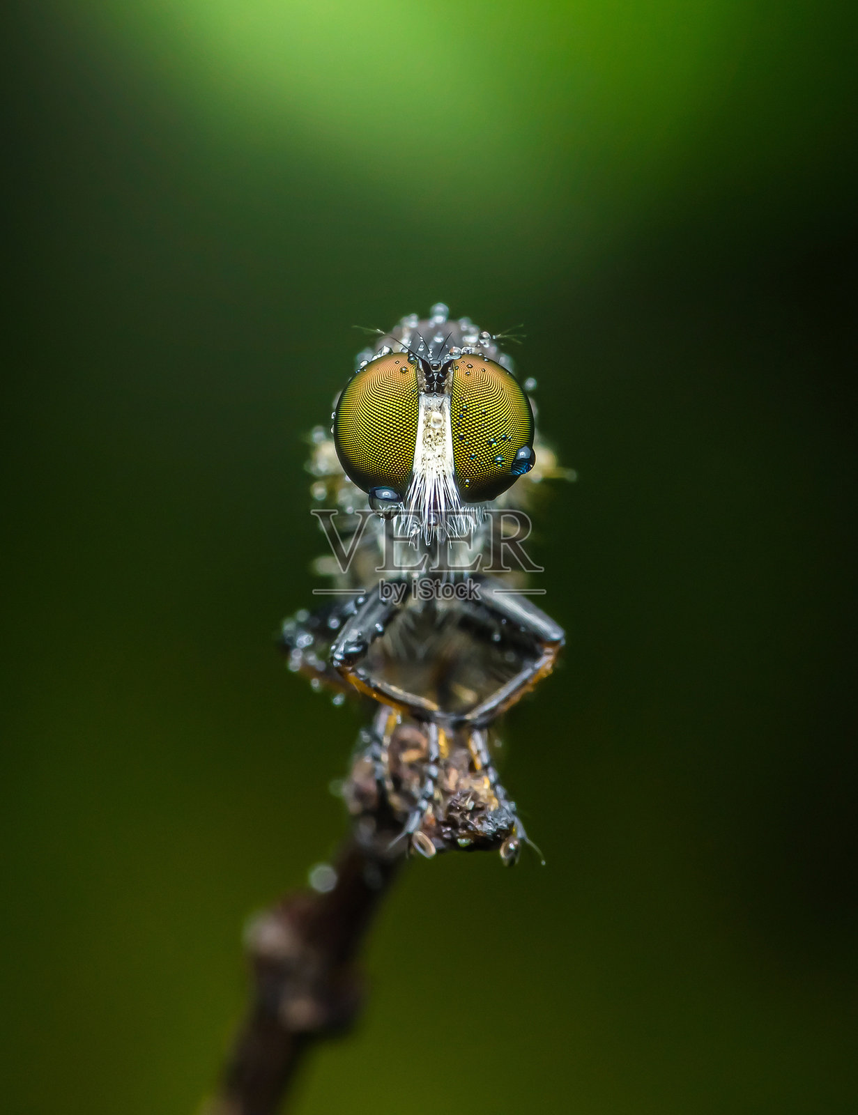 露水覆盖的捕蝇草在树枝上摆姿势。照片摄影图片