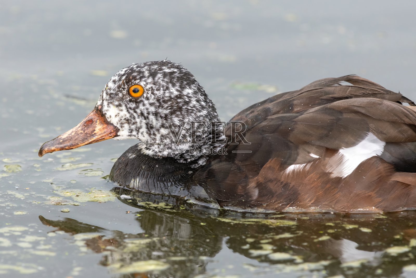 白翅鸭（Asarcornis scutulata）照片摄影图片