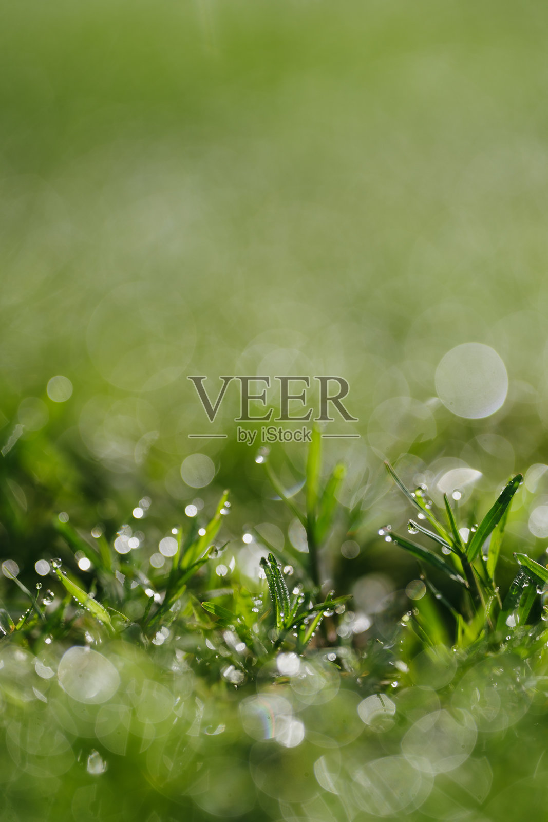 培育地球的绿色生命，环境保护，关爱自然的全球发展，清新生态与绿色森林和田野中的生命概念，每天拥抱地球。照片摄影图片