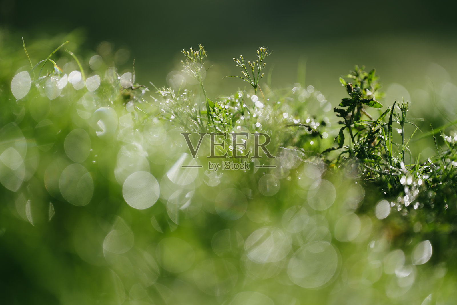 培育地球的绿色生命，环境保护，关爱自然的全球发展，清新生态与绿色森林和田野中的生命概念，每天拥抱地球。照片摄影图片