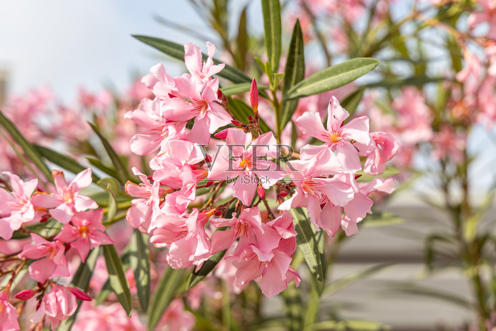 夏天，粉色的花朵杜鹃或红花石楠与绿色的叶子在花园中盛开。照片摄影图片