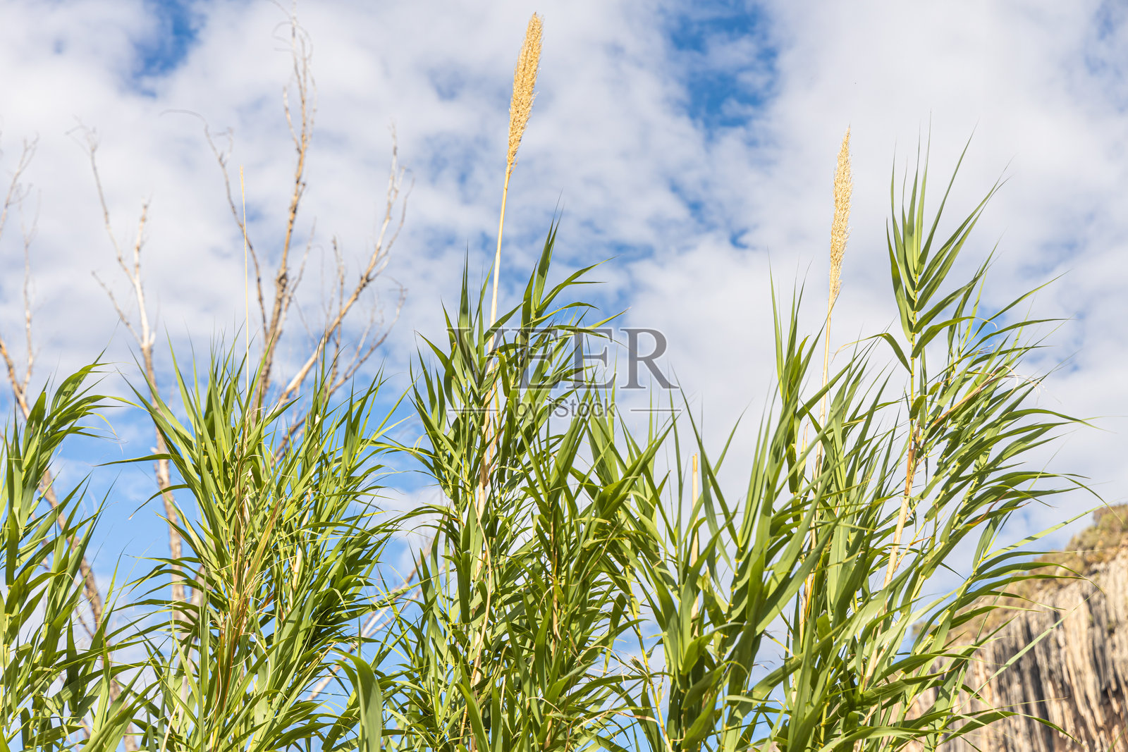 蓝色天空背景下的绿色蒲苇羽毛照片摄影图片