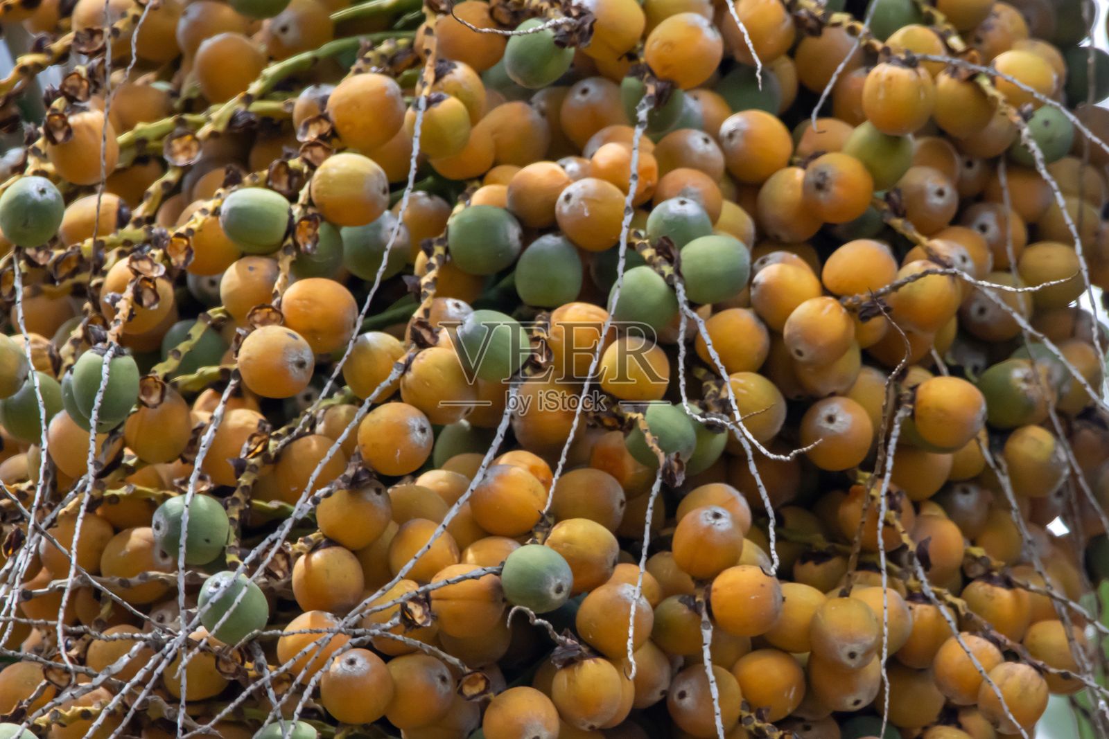 女王棕榈的果实，Syagrus romanzoffiana照片摄影图片