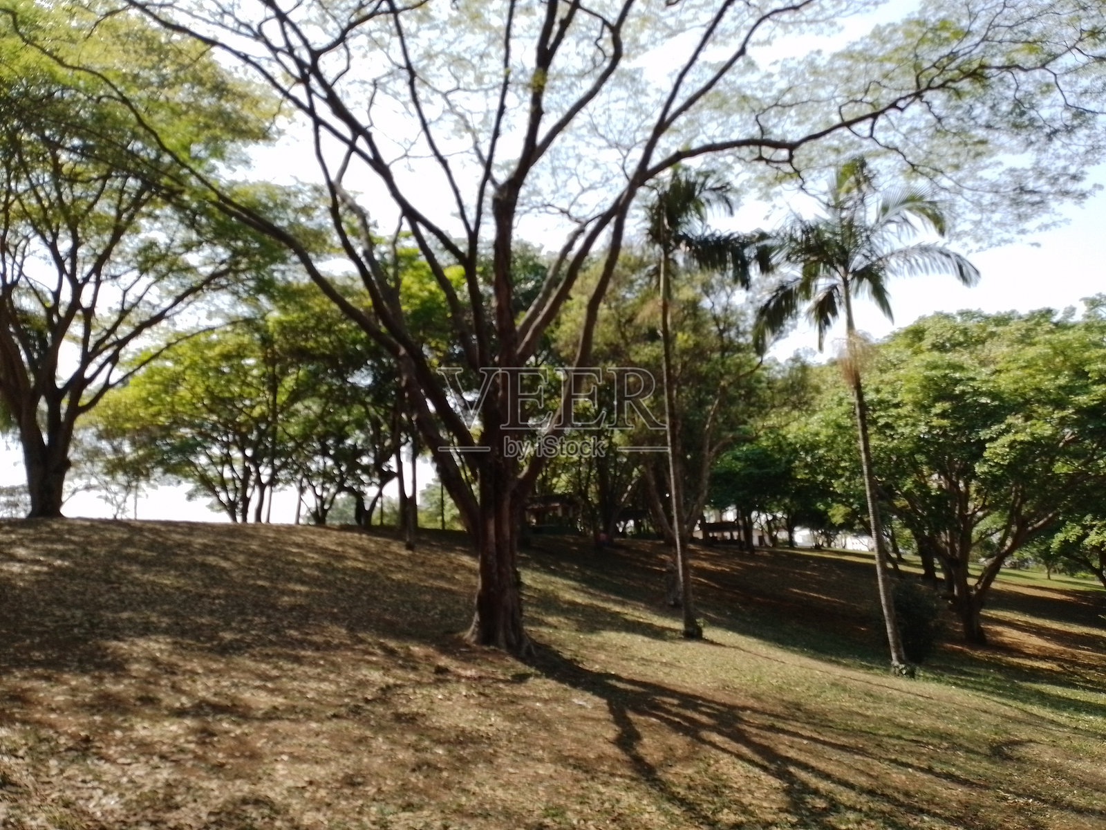 晴朗阳光明媚的早春全景照片摄影图片