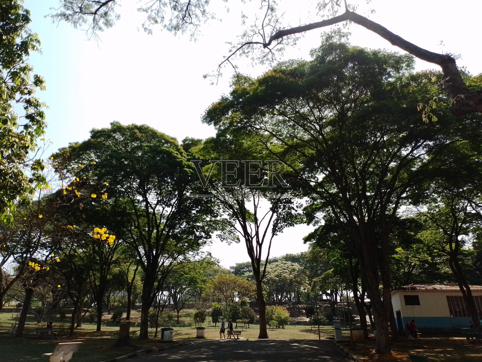 晴朗阳光明媚的早春全景照片摄影图片