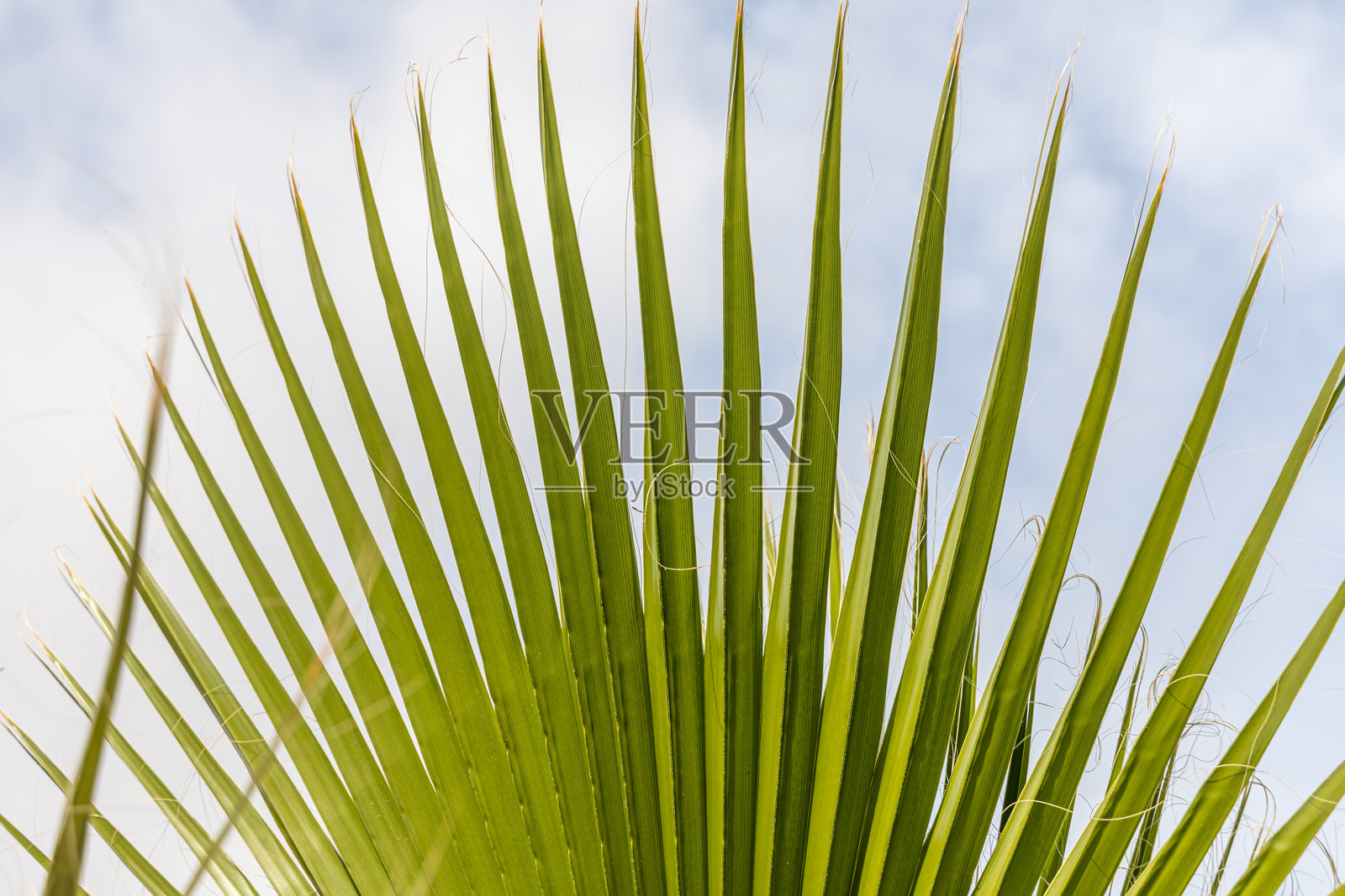 美丽的华盛顿棕榈树，叶子硕大，背景是蓝天。照片摄影图片