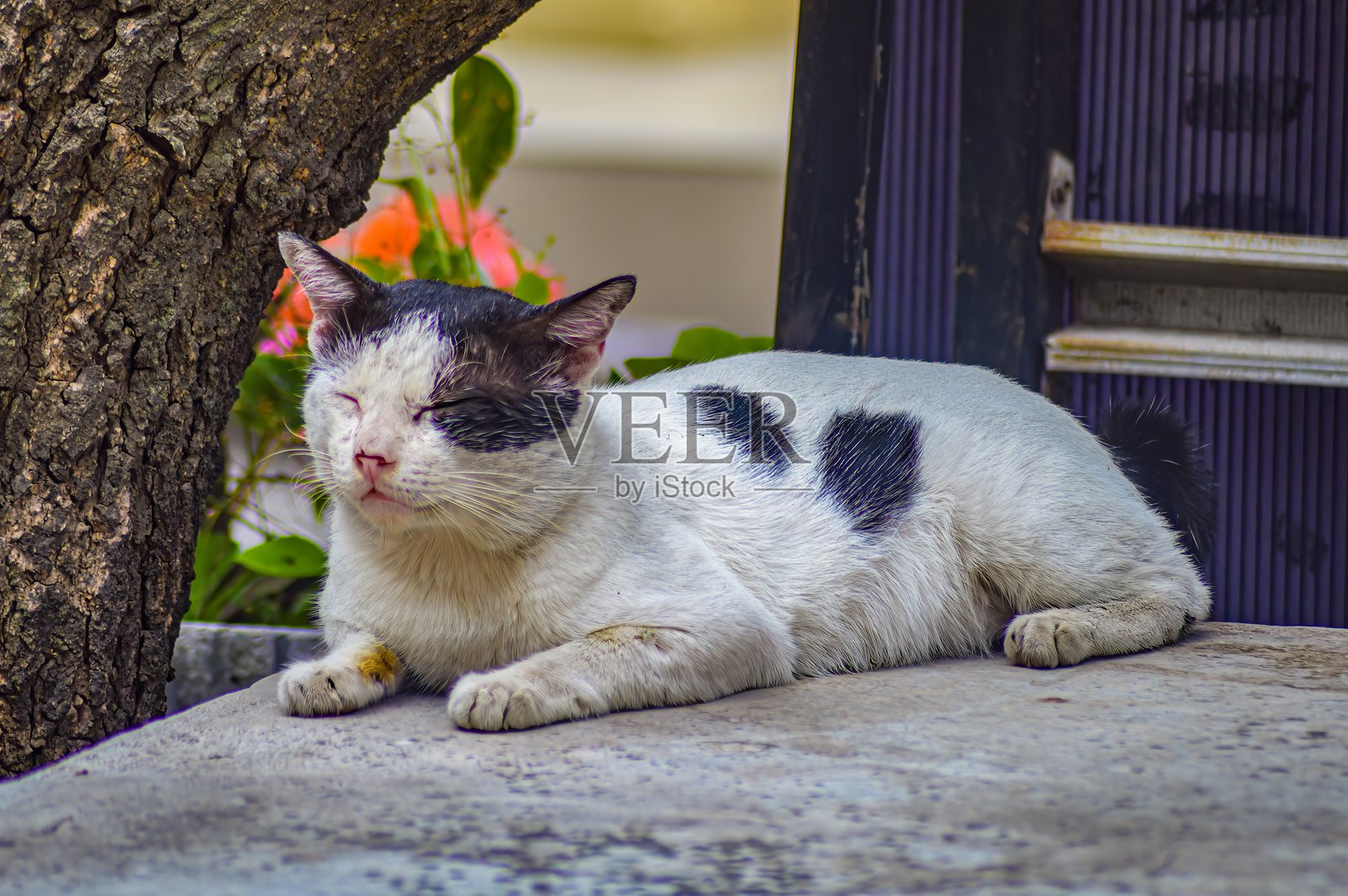 放松的黑白猫在户外闭眼小憩，背景为有纹理的蓝色，展现出宁静祥和的时刻照片摄影图片