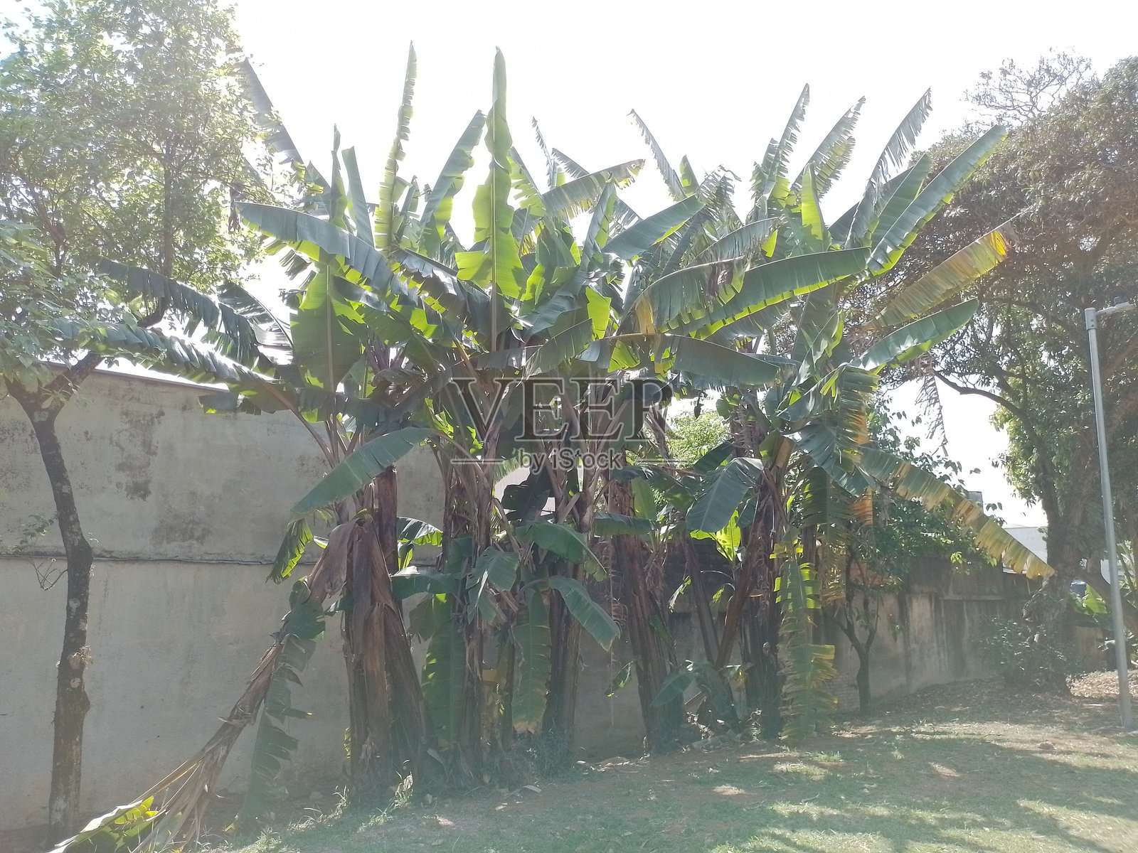 晴朗阳光明媚的早春全景照片摄影图片