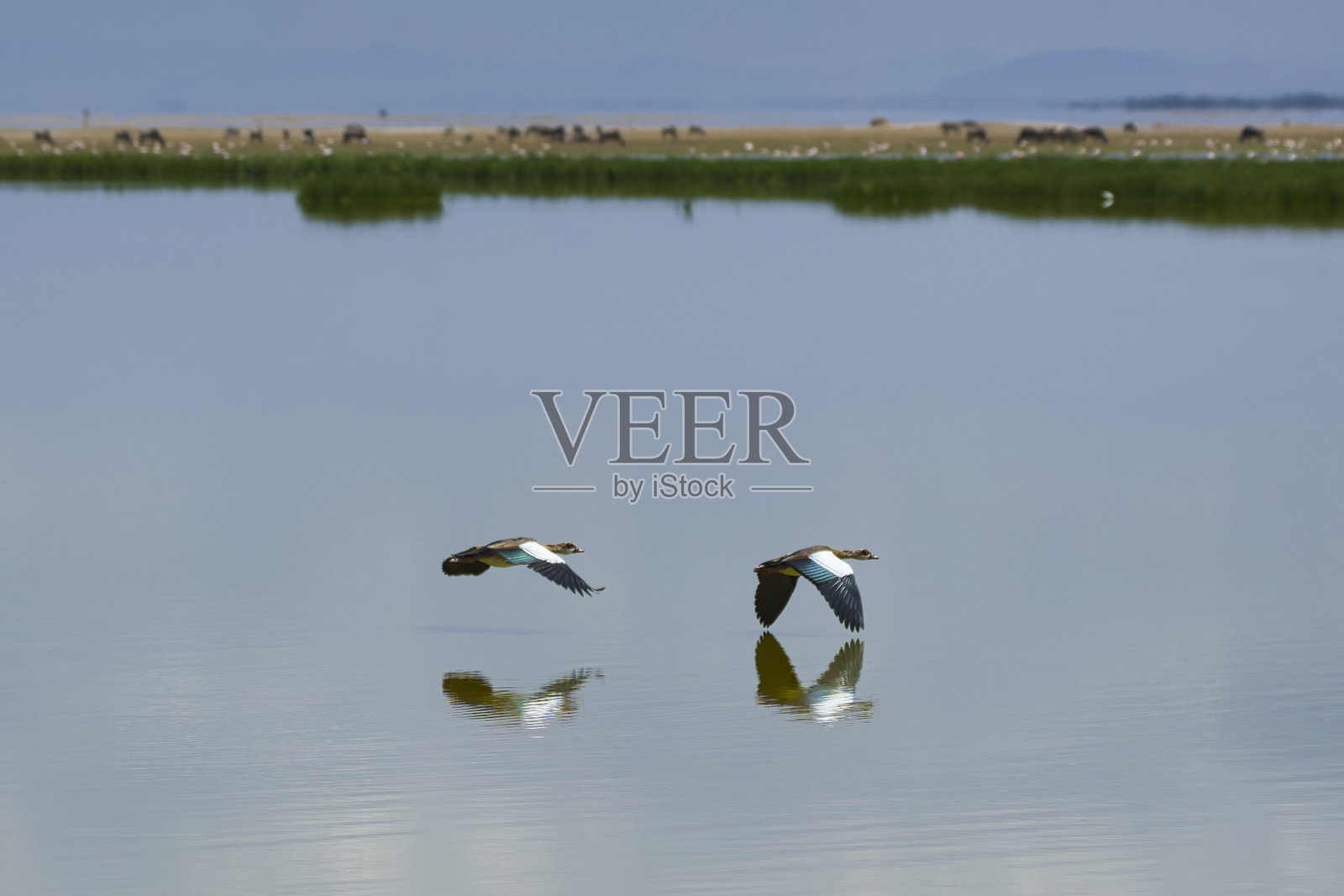 飞越水面照片摄影图片