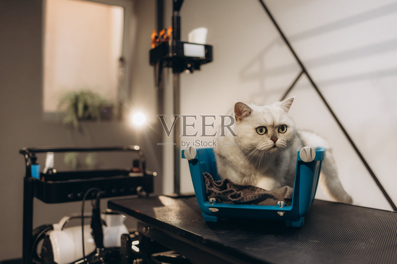 白猫在美容院等待理发照片摄影图片