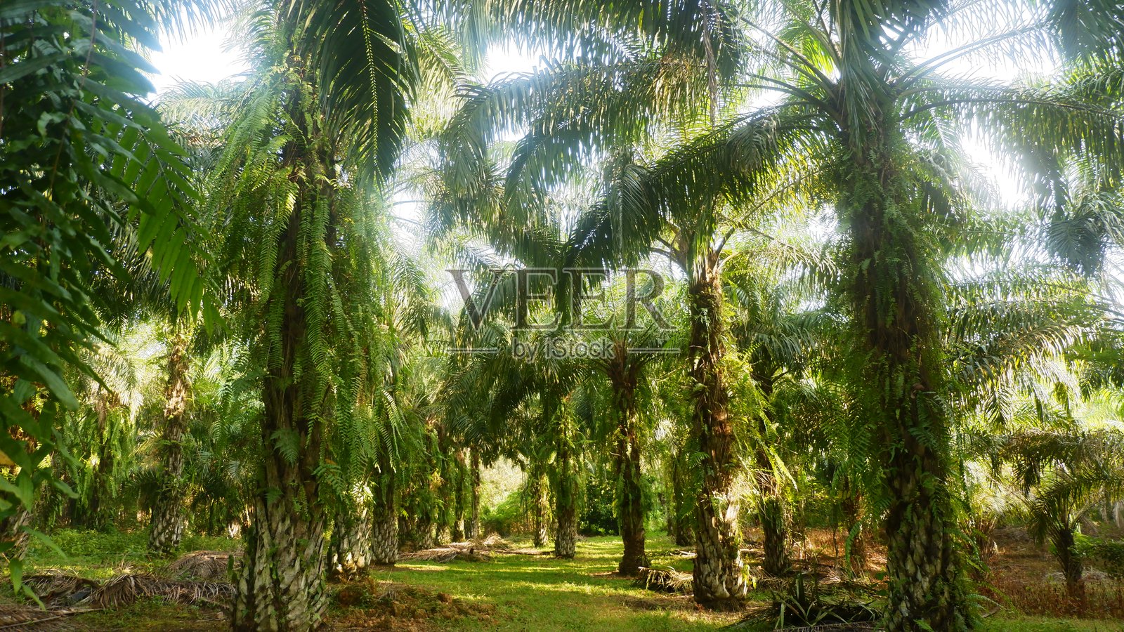 油棕种植园的氛围照片摄影图片