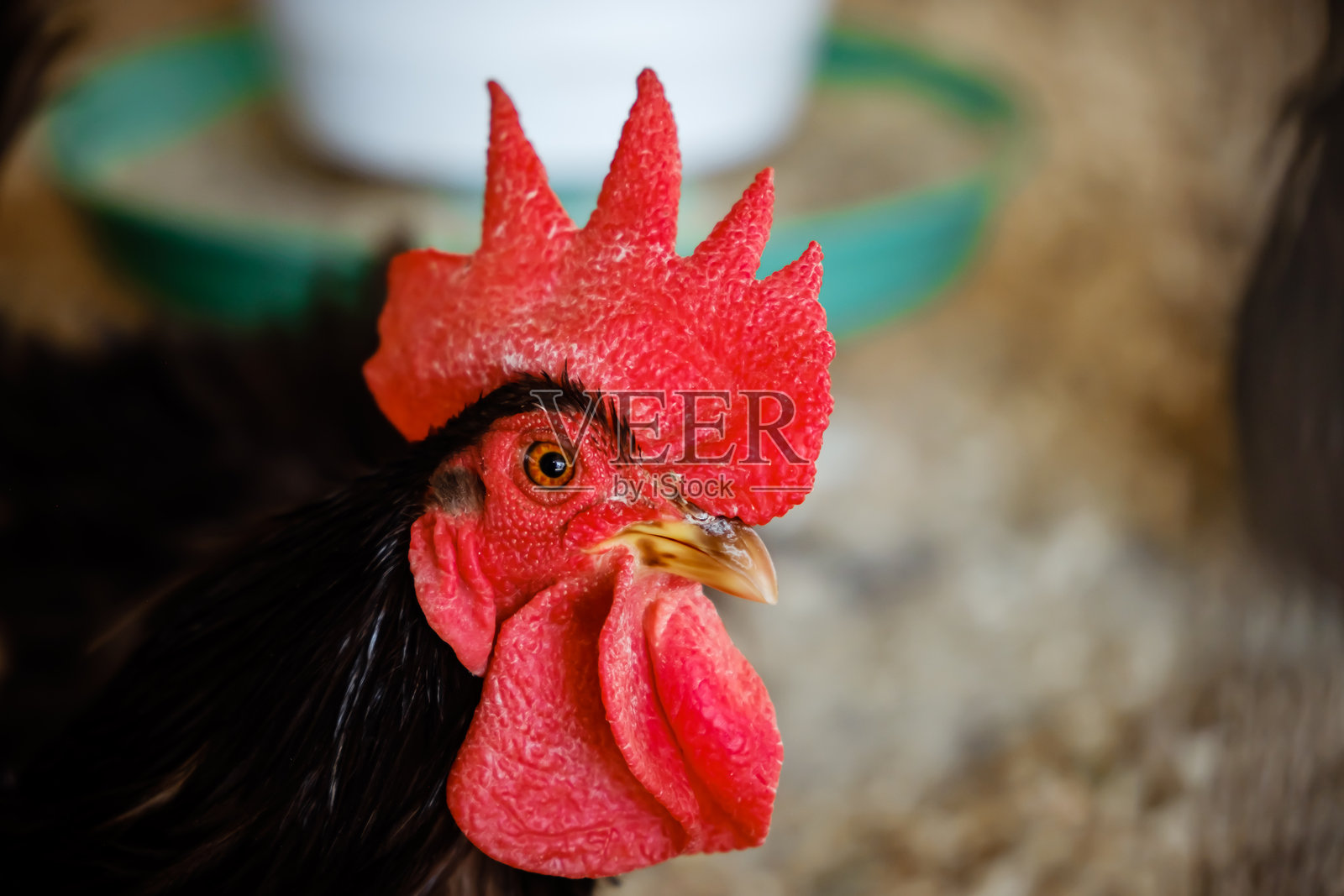 一只黑色公鸡在鸟舍中的肖像，红色的鸡冠。动物的头部特写。室内鸡场。明亮的公鸡在笼子里的特写。畜牧业和农业。照片摄影图片