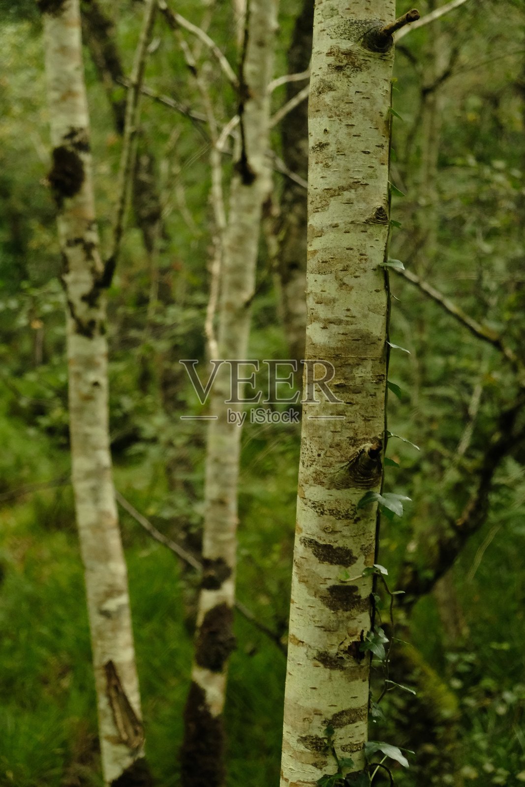 木材照片摄影图片