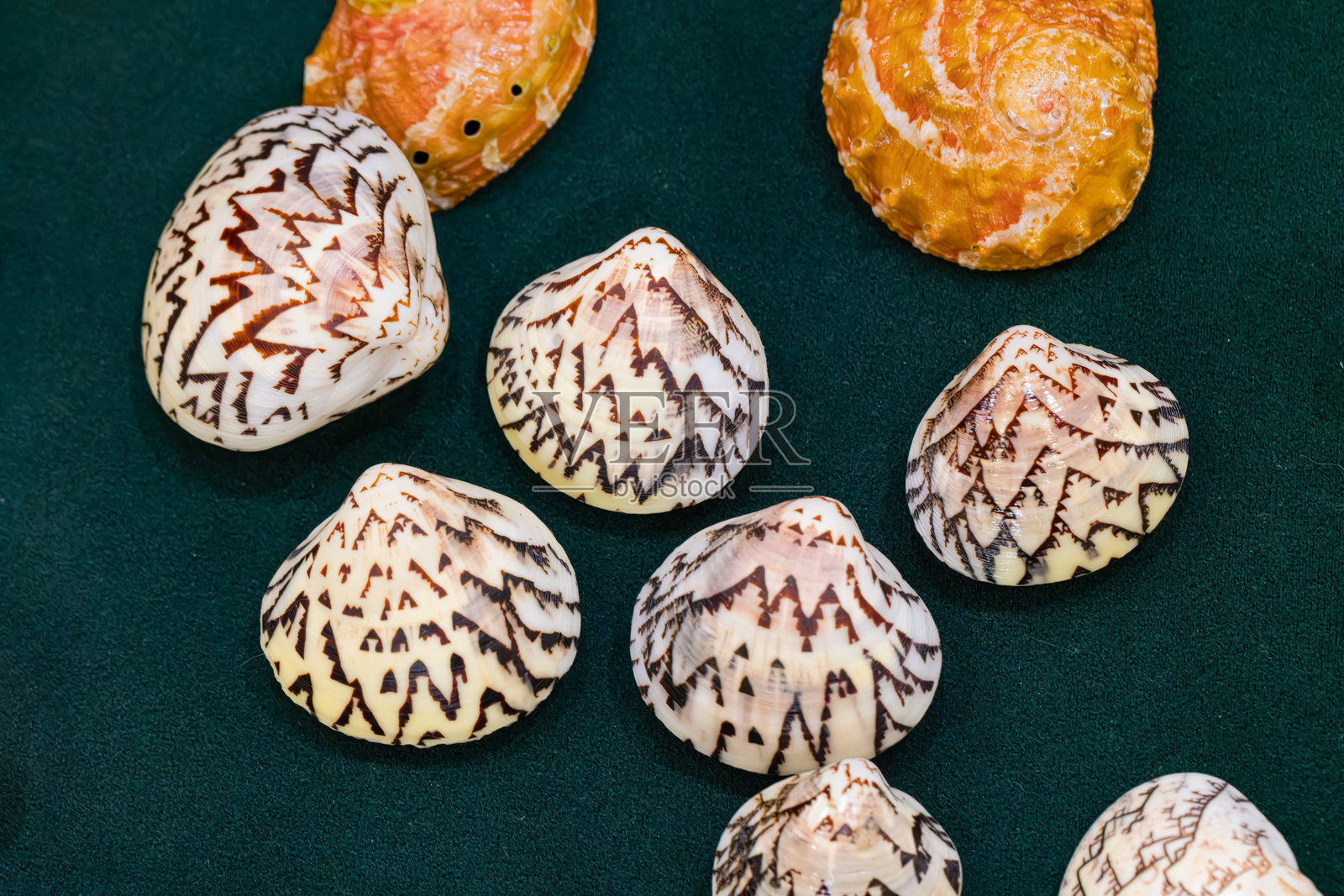 贝壳收藏:各种颜色的贝壳，装饰照片摄影图片