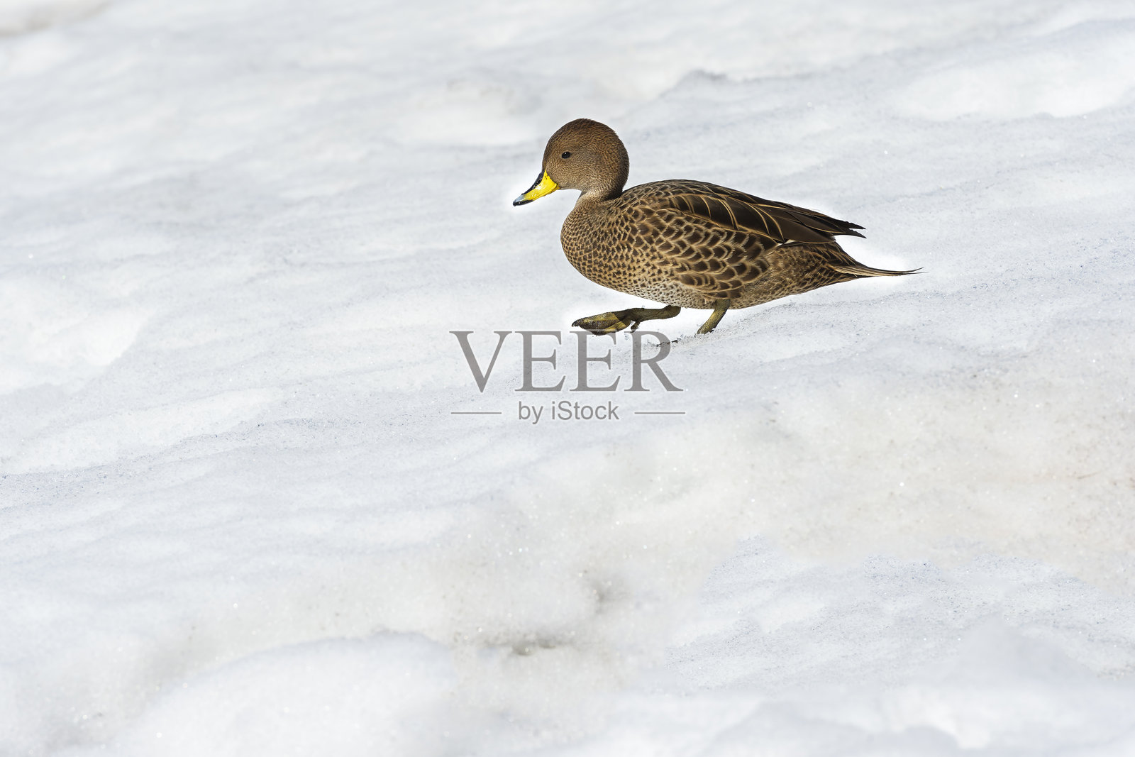 南乔治亚Pintail照片摄影图片