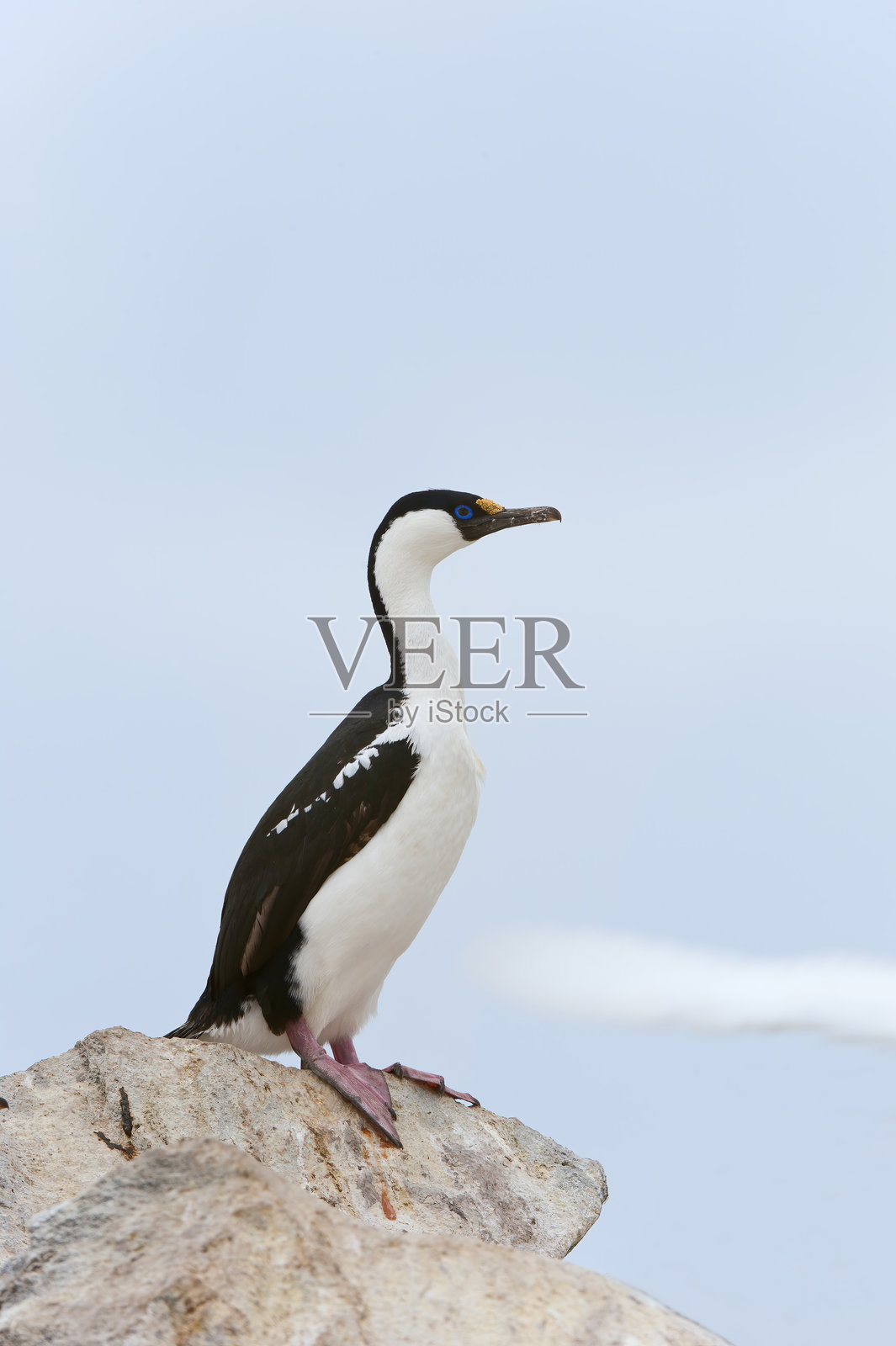 帝国蓬松照片摄影图片