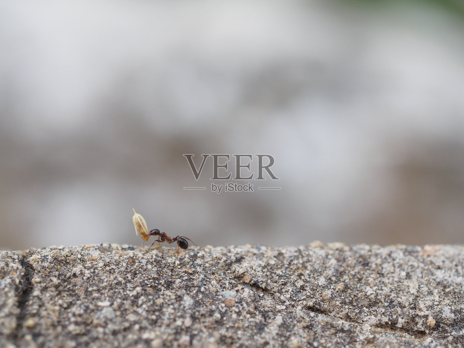 一天，一只蚂蚁照片摄影图片