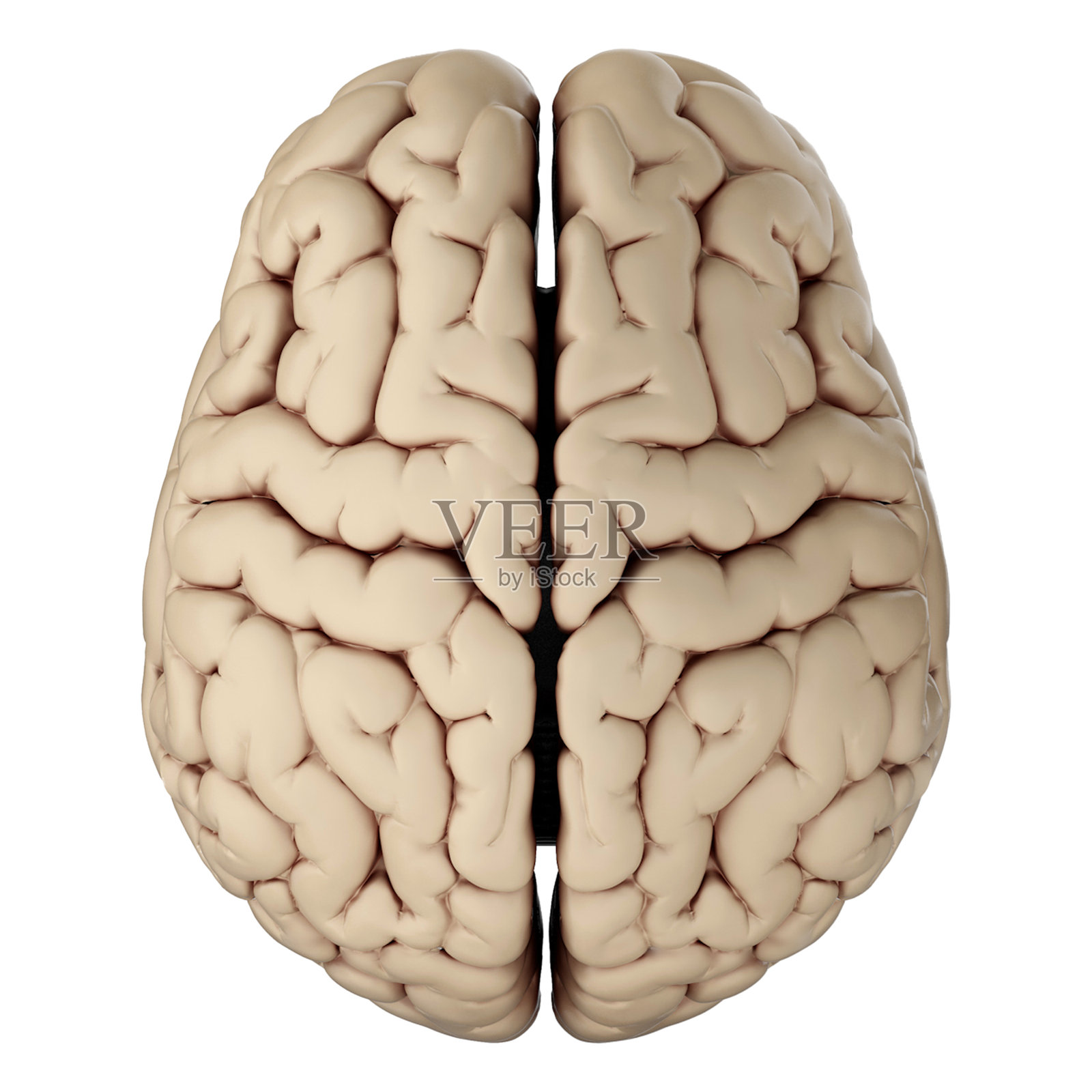 在透明背景上隔离的人类大脑3d渲染照片摄影图片