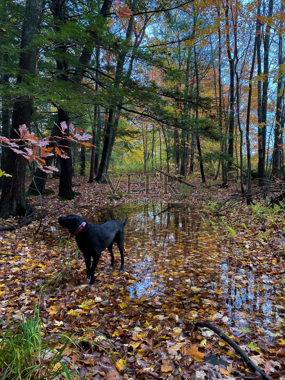 秋天的森林里，一只黑色拉布拉多寻回犬在散步照片摄影图片
