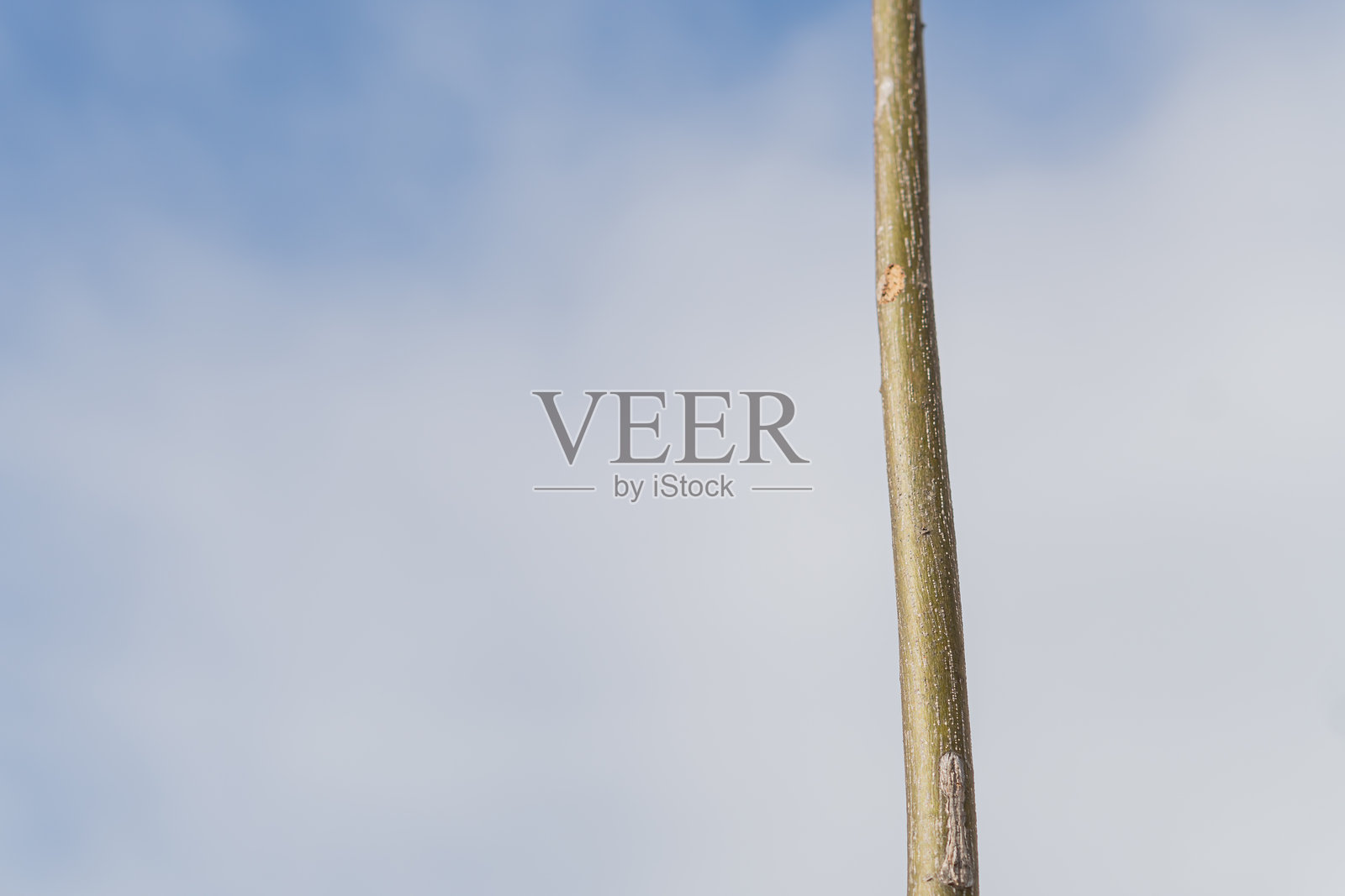 光秃的树枝映衬着阴 cloudy 的天空照片摄影图片