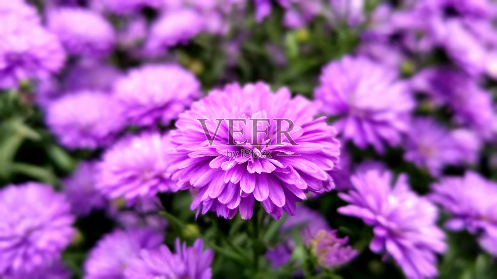 菊花盛开照片摄影图片