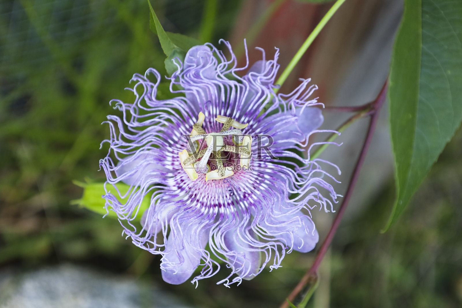 秋季盛开的美丽紫色百香果花照片摄影图片