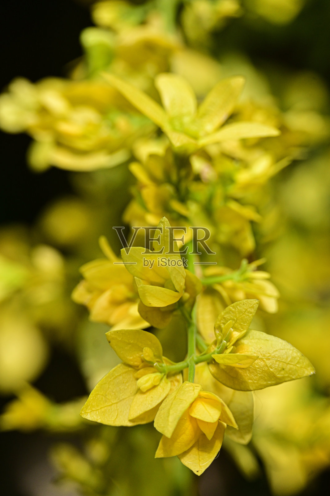 攀缘植物的特写黄花照片摄影图片