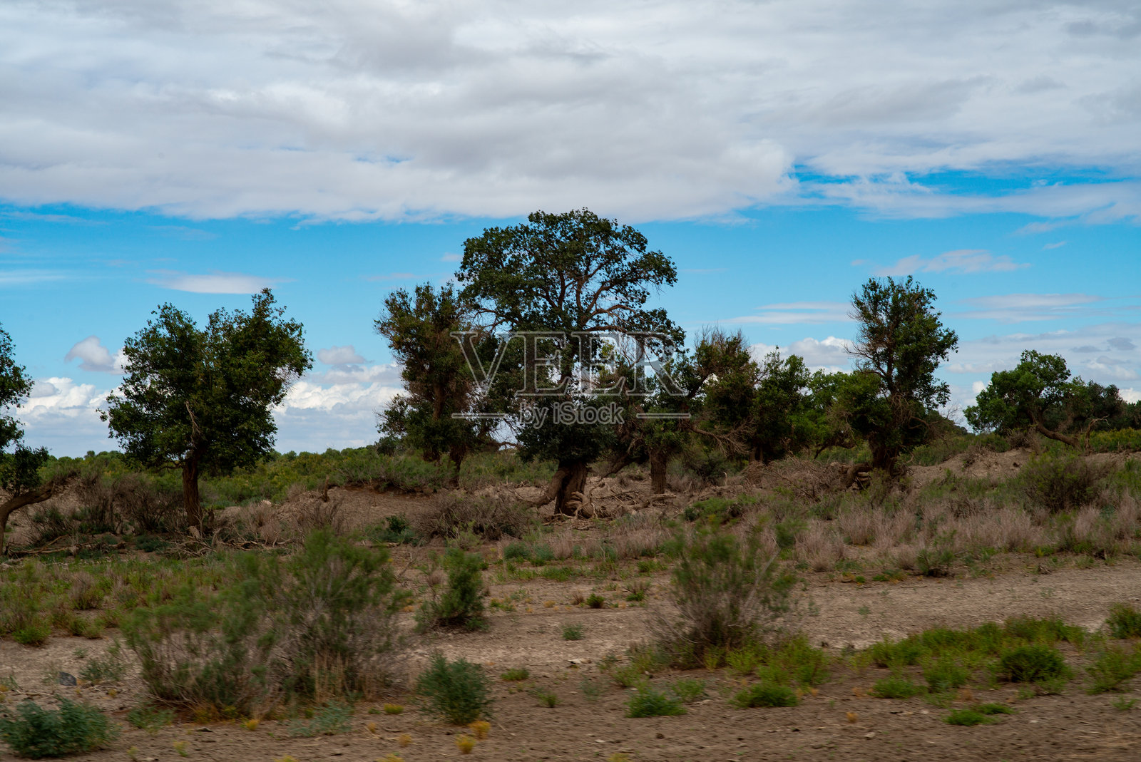 额济纳国家自然保护区的胡杨树照片摄影图片
